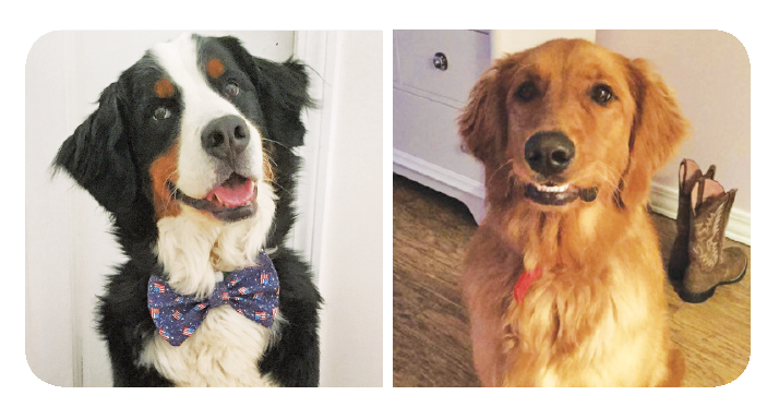 Cão mostrando o sorriso