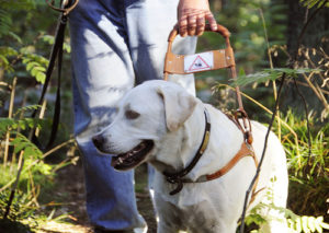 Cão Guia Trabalhando