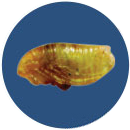 Pupa de Pulga