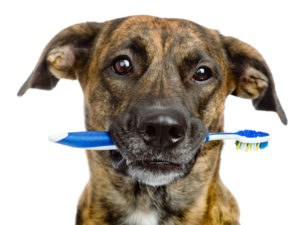 Cão com escova de dentes