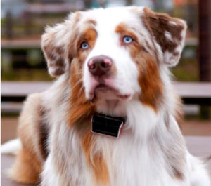 Cachorro com Jagger no pescoço