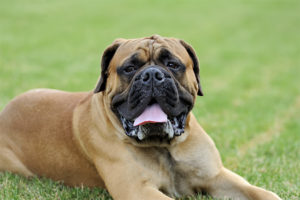 Mastiff