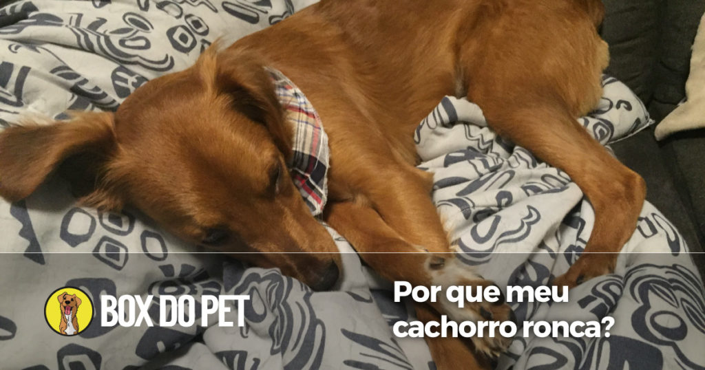 Post - cachorro ronca