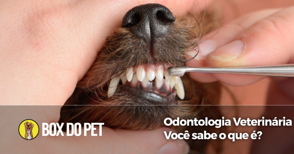 Odontologia Veterinária
