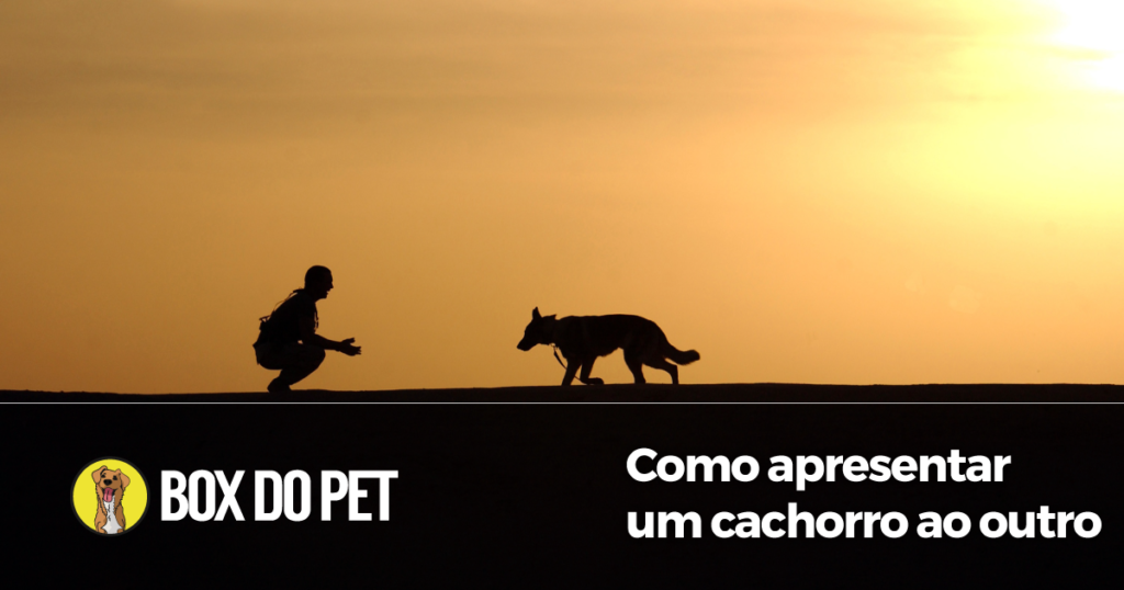 post apresentacao cachorro