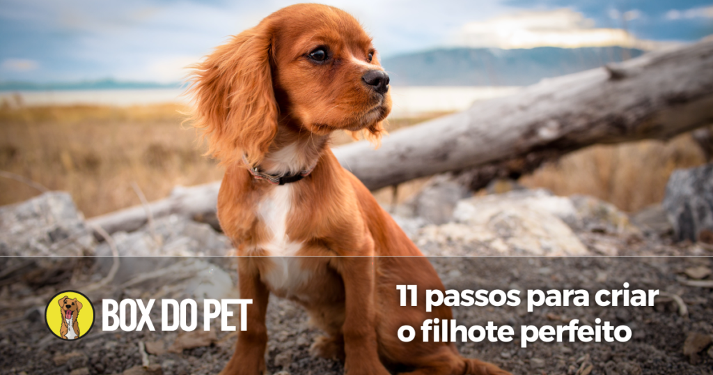 Filhote Perfeito