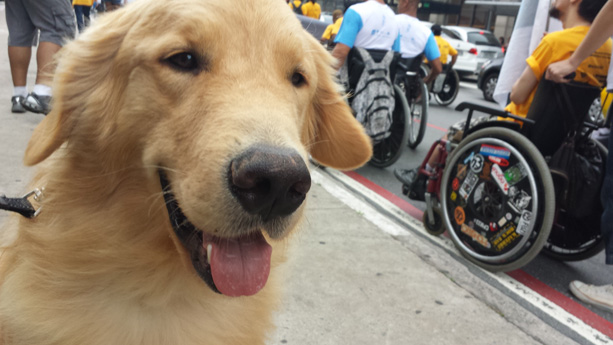 Cães de Assistência - Toddy